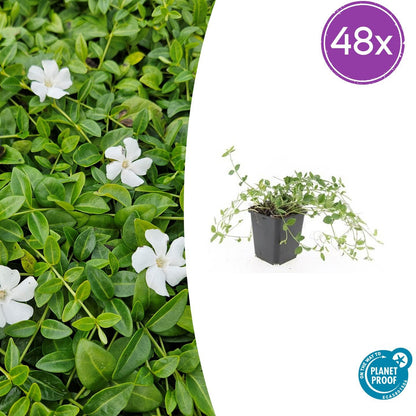 Vinca minor 'Gertrude Jekyll' – Immergrüner Bodendecker – 48 Pflanzen – Weiße Blüten – 10–25 cm – Ø9 cm 