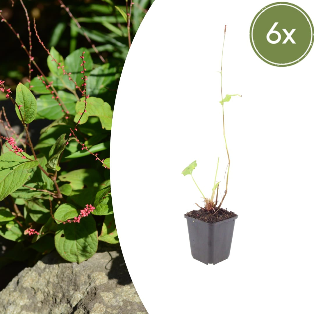 Persicaria amplexicaulis Speciosa Winterharte Staude Ø9cm 6 Stück