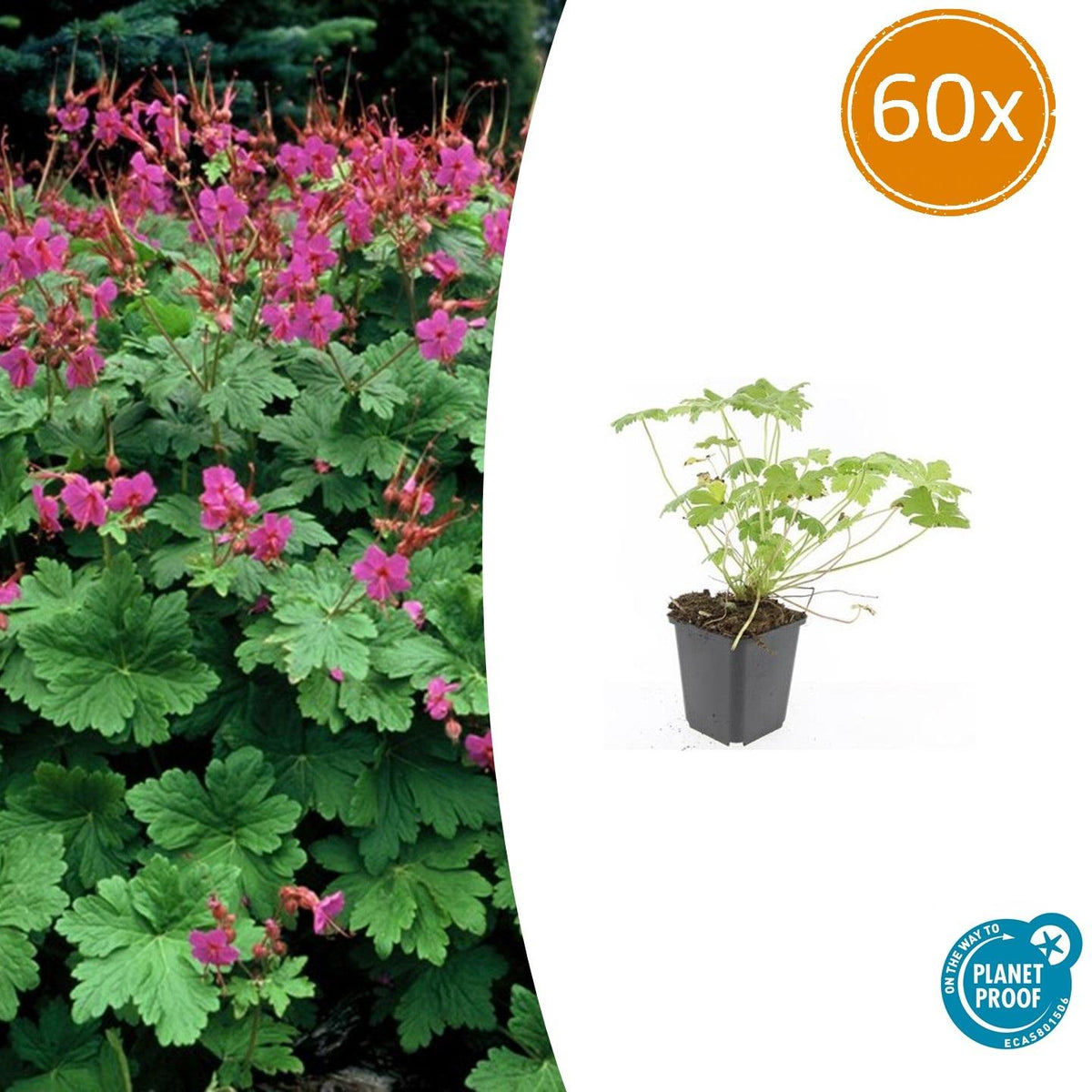 Storchschnabel – Geranium macrorrhizum 'Czakor' – Ø9cm – 10-25 cm – 60 Pflanzen – winterhart, pflegeleicht, aromatischer Bodendecker 