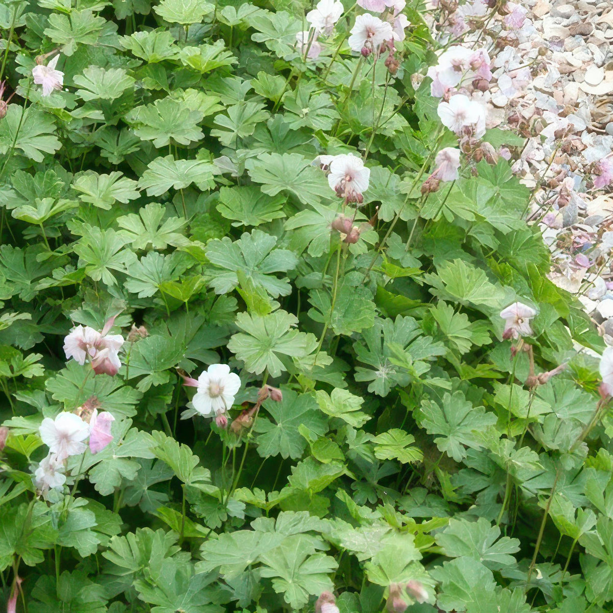 Cambridge Storchschnabel – Geranium cantabrigiense 'Biokovo' – ↕10-25 cm – Ø9 cm – 6 Pflanzen – Weiß-rosa Blüten – Bodendecker – Pflegeleicht – Sonne & Halbschatten 