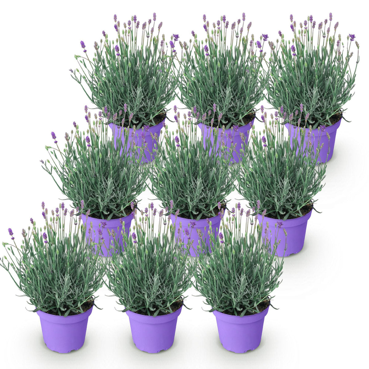 Green boutiQ - Gartenpflanze - Lavandula angustifolia Munstead - Lavendel - Winterhart - Lila - 9 Pflanzen - Topf 12cm - Höhe 15-25cm 