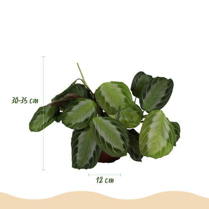 Green boutiQ - Zimmerpflanze - Maranta Fascinator Silverband - Gebetspflanze - Haustierfreundliche Pflanze - Grün - 1 Pflanze - mit Korb - Topf 12cm - Höhe 25cm 