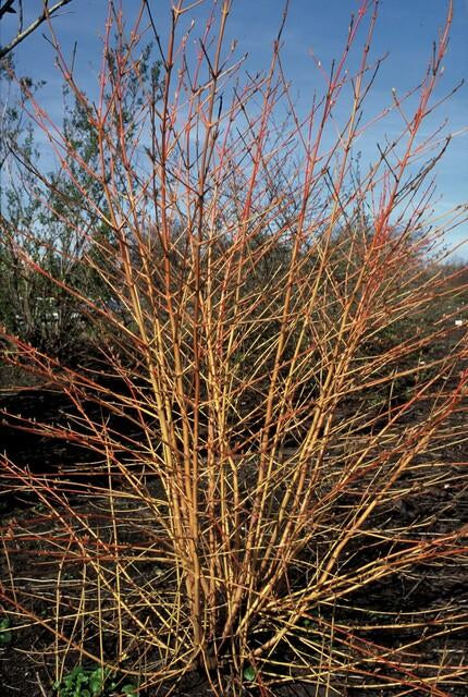 Roter Hartriegel Cornus sang. 'Anny's Winter Orange' – ↕10-25cm – Ø9cm – 6 Pflanzen – Winterharte Sträucher – Leuchtend orange Zweige – Für Beete & Solitärpflanzungen 