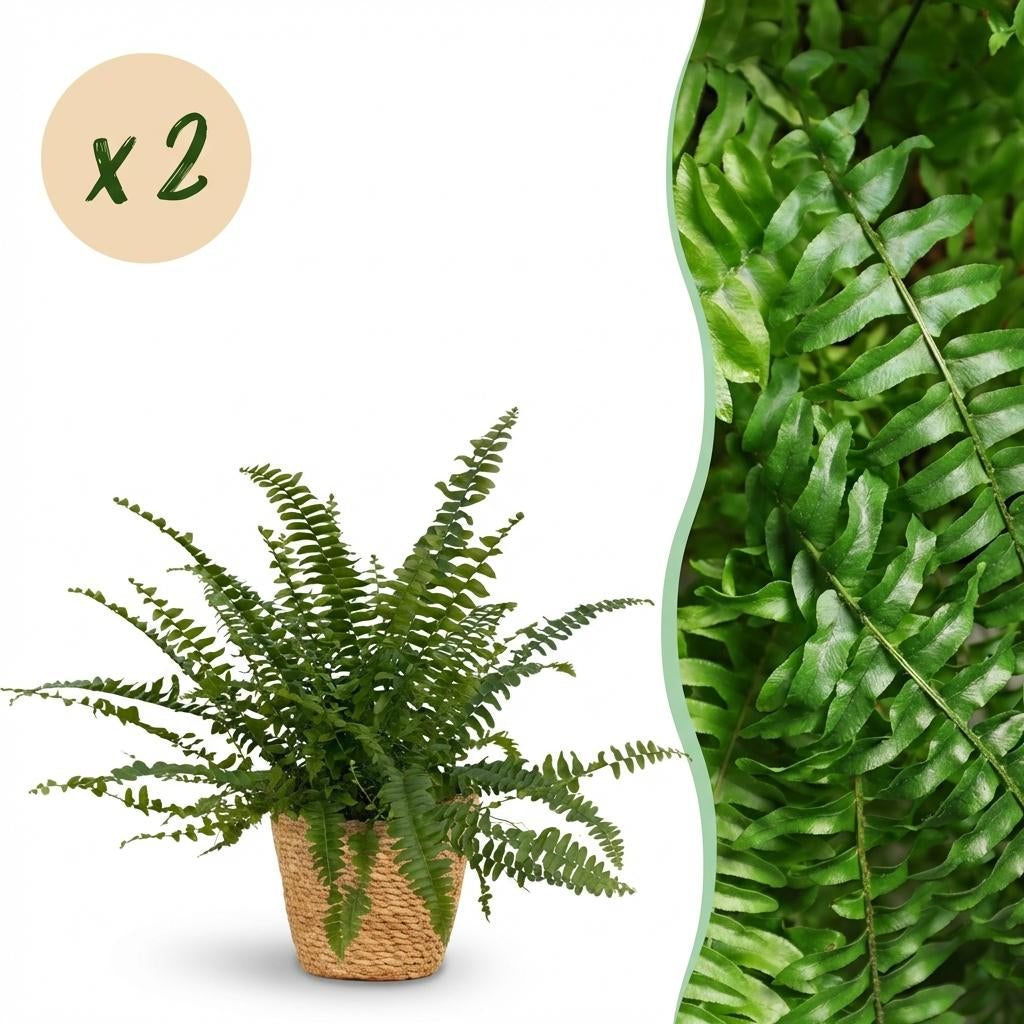 Green boutiQ - Zimmerpflanze - Nephrolepsis exaltata Green Lady - Farn - Haustierfreundliche Pflanze - Grün - 2 Pflanzen - mit Korb - Topf 12cm - Höhe 25cm 