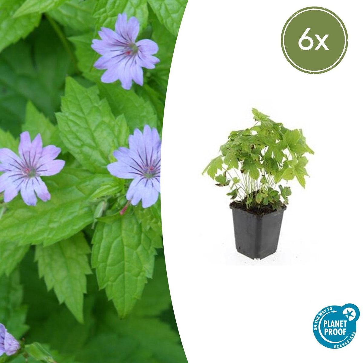 Knotiger Storchschnabel Geranium nodosum – ↕10-25cm – Ø9cm – 6 Pflanzen – Winterharte Staude & Bodendecker – Tiefpurpurne Blüten 