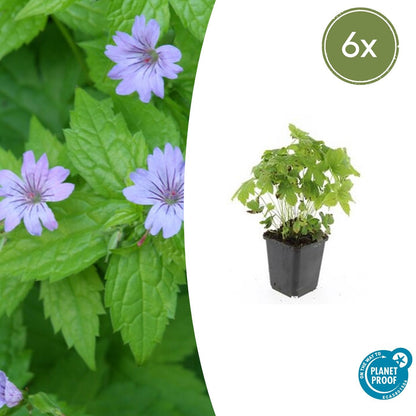 Knotiger Storchschnabel Geranium nodosum – ↕10-25cm – Ø9cm – 6 Pflanzen – Winterharte Staude & Bodendecker – Tiefpurpurne Blüten 
