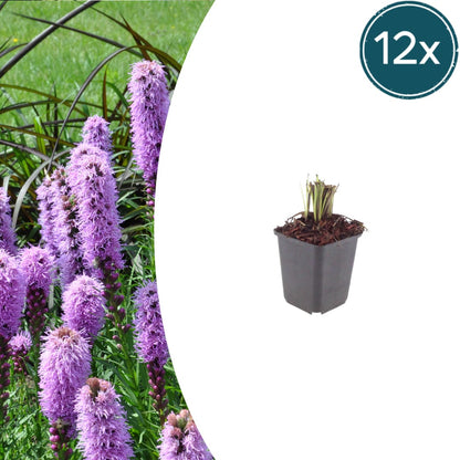 Liatris spicata Winterharte Staude Ø9cm 12 Stück