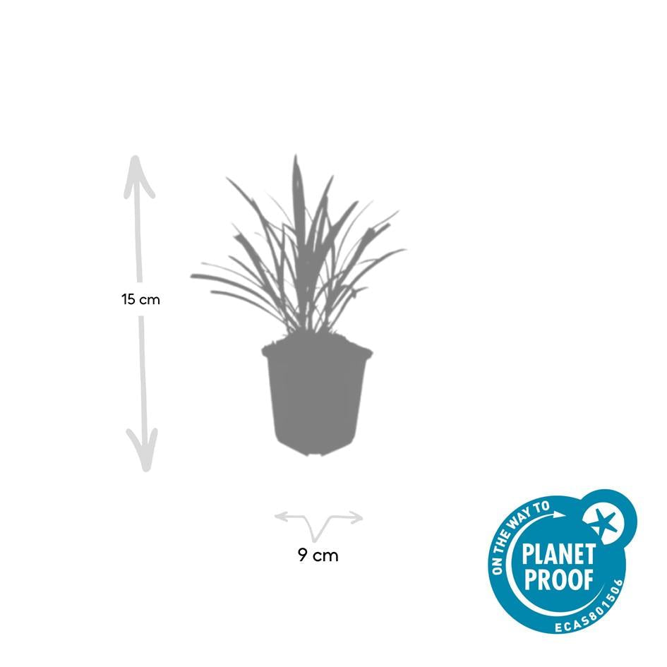 Lilientraube Liriope muscari 'Ingwersen' – ↕10-25cm – Ø9cm – 6 Pflanzen – Bodendecker, Immergrün, Violette Blüten, Winterhart, Pflegeleicht 