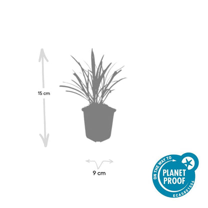 Lilientraube Liriope muscari 'Ingwersen' – ↕10-25cm – Ø9cm – 6 Pflanzen – Bodendecker, Immergrün, Violette Blüten, Winterhart, Pflegeleicht 