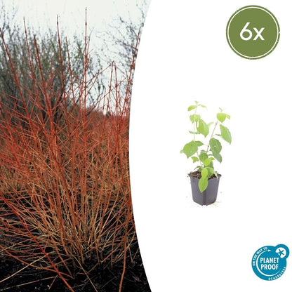 Roter Hartriegel – Cornus sanguinea 'Midwinter Fire' – ↑10-25cm – Ø9cm – 6 Pflanzen – Winterharter Zierstrauch, Leuchtende Zweige, Pflegeleicht 