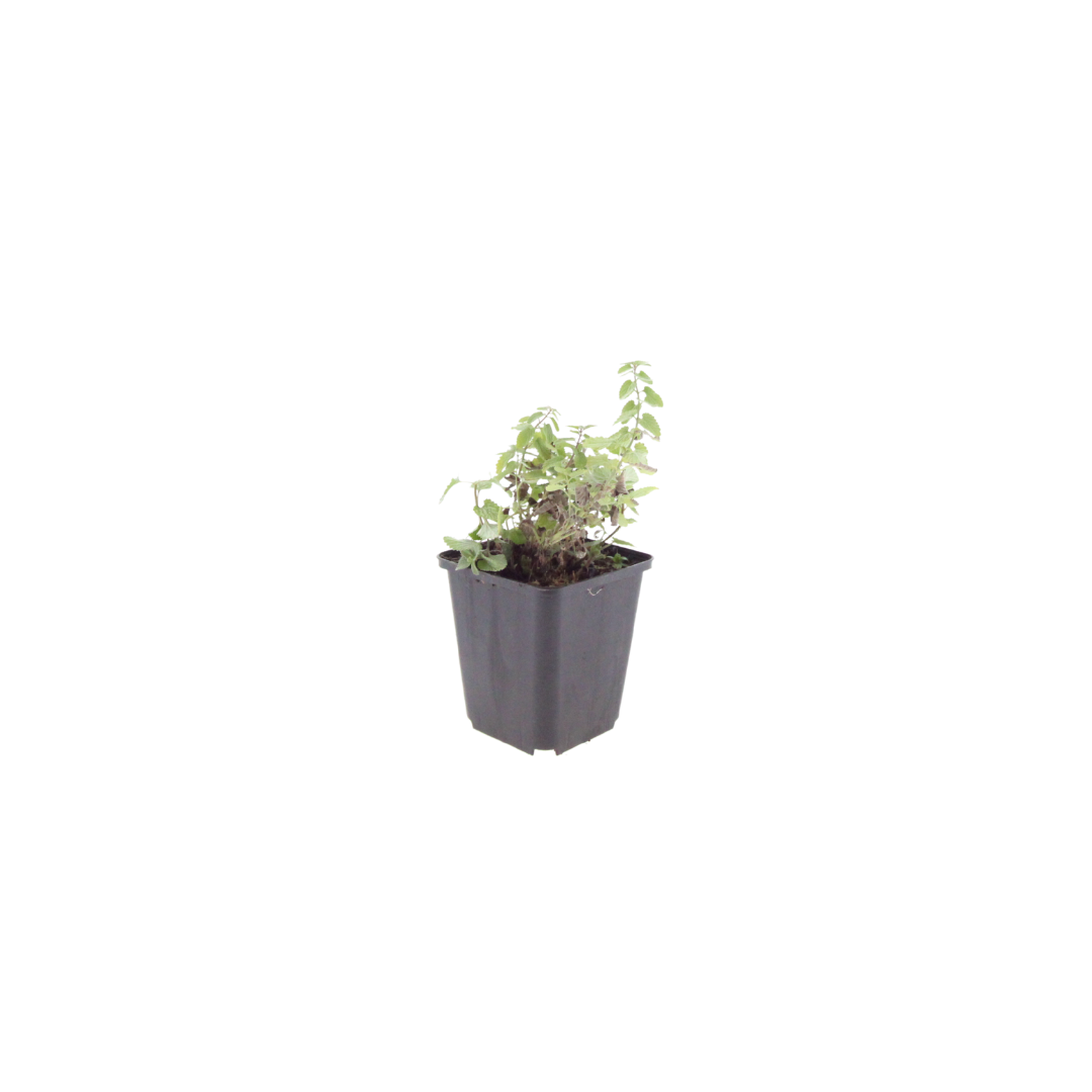 Nepeta faassenii Katzenminze Winterharte Staude Ø9cm 6 Stück