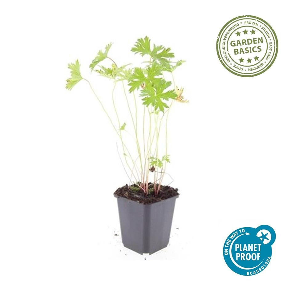 Storchschnabel Geranium 'Johnson's Blue' – ↕10-25cm – Ø9cm – 6 Pflanzen – Winterharte Staude & Bodendecker – Leuchtend blaue Blüten 