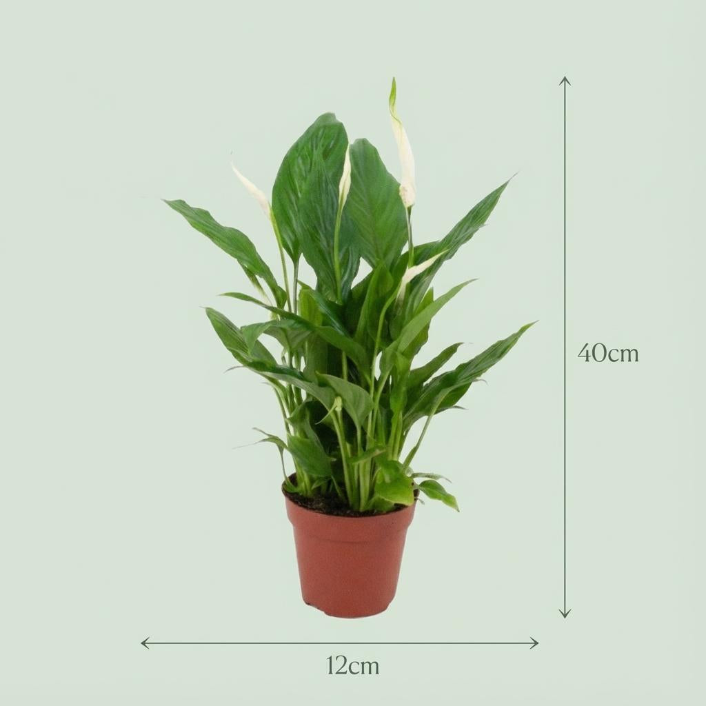 Spathiphyllum Einblatt – 2 Pflanzen – Ø12cm – Höhe 35–40cm – Luftreinigende Zimmerpflanze – Weiße Blüten – Ideal für Wohnraum & Büro 