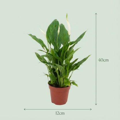 Spathiphyllum Einblatt – 2 Pflanzen – Ø12cm – Höhe 35–40cm – Luftreinigende Zimmerpflanze – Weiße Blüten – Ideal für Wohnraum & Büro 