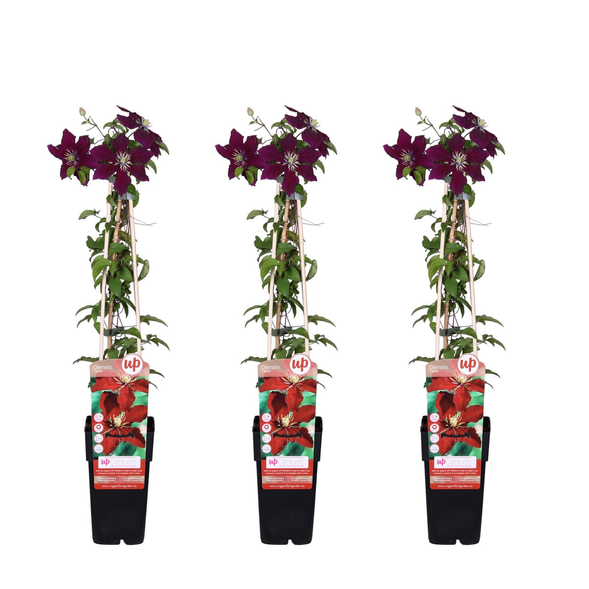 Waldrebe - Clematis Niobe – 3 Pflanzen - Winterharte Kletterpflanze mit roten Blüten – Ø15 cm Topf – Ca. 65 cm hoch – Blüte Mai bis September – Ideal für Garten, Zaun & Pergola 