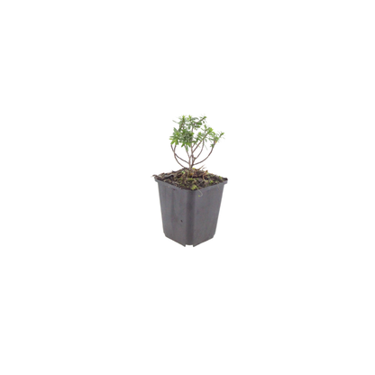 Iberis sempervirens Schneeflocke Winterharte Bodendecker Staude Ø9cm 6 Stück