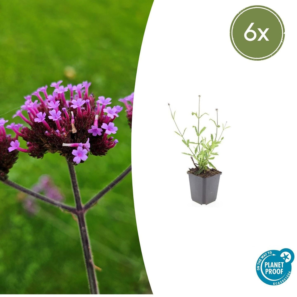Hohes Eisenkraut Verbena bonariensis 'Lollipop' – ↕10-25cm – Ø9cm – 6 Pflanzen – Lilafarbene Blüten – Langblühend – Pflegeleicht – Balkon, Beet & Garten 