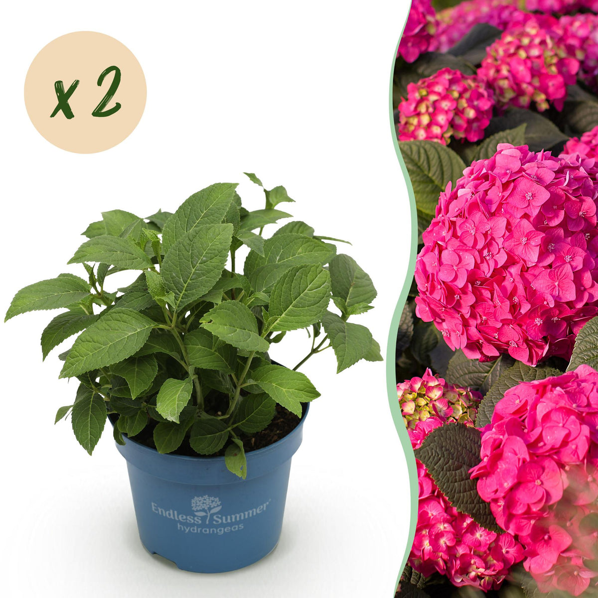 Green boutiQ - Gartenpflanze - Hydrangea Endles Summer Summer Love Red - Hortensie - Winterhart - Rot - 2 Pflanzen - Topf 14cm - Höhe 20-25cm 