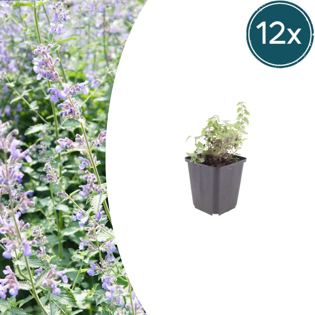Nepeta faassenii Katzenminze Sommerblühende Staude Ø9cm 12 Stück