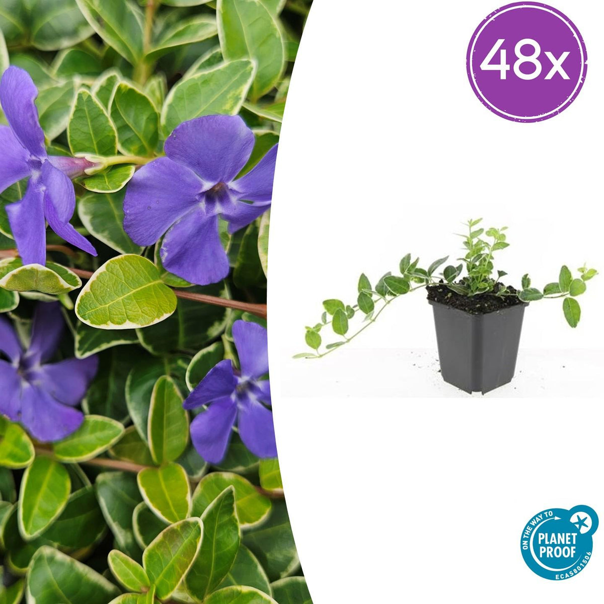 Vinca minor 'Ralph Shugert' – Immergrüner Bodendecker – 48 Pflanzen – Lavendelfarbene Blüten – 10–25 cm – Ø9 cm 