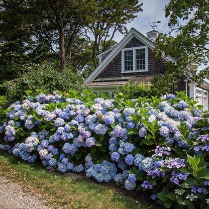 Green boutiQ - Gartenpflanze - Hydrangea Endless Summer The Original Blue - Hortensie - Frosthart - Blau - 2 Pflanzen - Topf 14cm - Höhe 20-25cm 