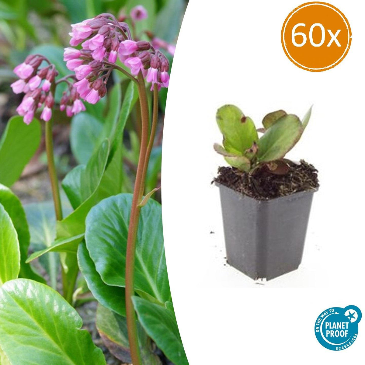 Bergenie – Bergenia cordifolia 'Herbstblüte' – ↕10-25cm – Ø9cm – 60 Pflanzen – immergrün & winterhart 