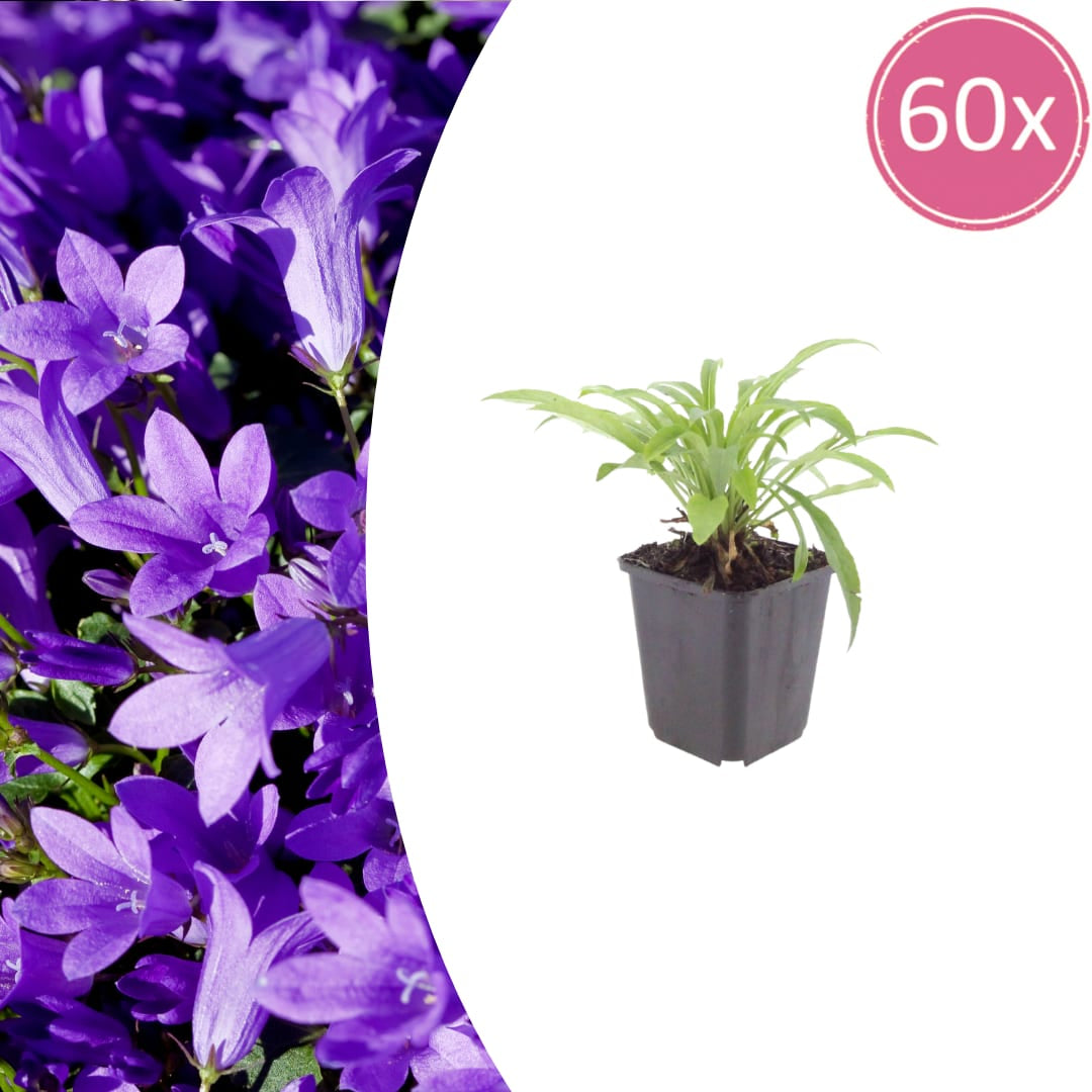 Pfirsichblättrige Glockenblume Campanula persicifolia ‘Coerulea’ – 60 Pflanzen – 10-25cm – Ø9cm – Blaue Staude für sonnige Beete & Halbschatten - Oasis of Life