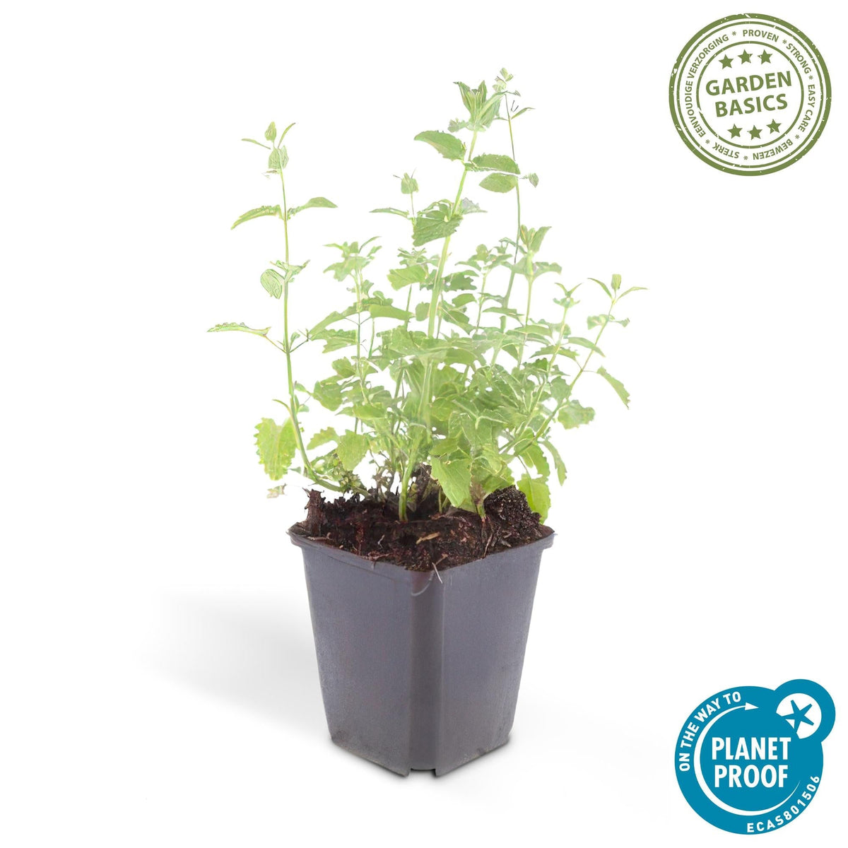 Katzenminze - Nepeta 'Six Hills Giant' - ↕10-25cm - Ø9cm - 6 Pflanzen – Lila-blühende Staude – Bienen & Schmetterlinge – Sonnig & Pflegeleicht 