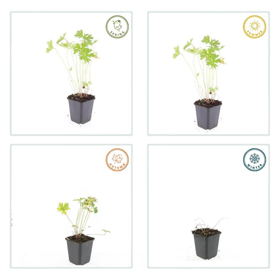 Storchschnabel Geranium 'Johnson's Blue' – ↕10-25cm – Ø9cm – 6 Pflanzen – Winterharte Staude & Bodendecker – Leuchtend blaue Blüten 