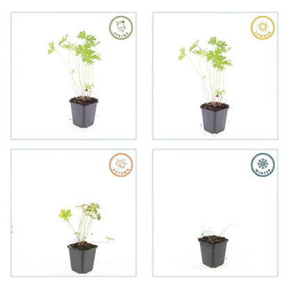 Storchschnabel Geranium 'Johnson's Blue' – ↕10-25cm – Ø9cm – 6 Pflanzen – Winterharte Staude & Bodendecker – Leuchtend blaue Blüten 