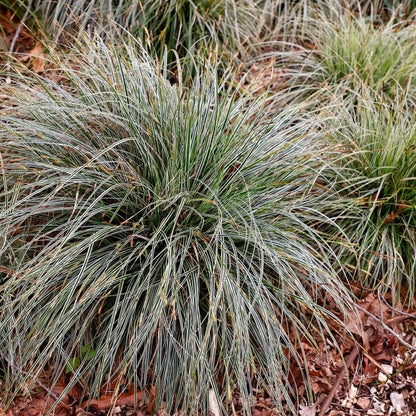 Grünweiße Segge Carex oshimensis Everest – 2 Pflanzen – Ø17cm – Immergrün, winterhart & pflegeleicht – Weiß-grüne Blätter – Höhe ca. 50cm – Vielseitig & langlebig 
