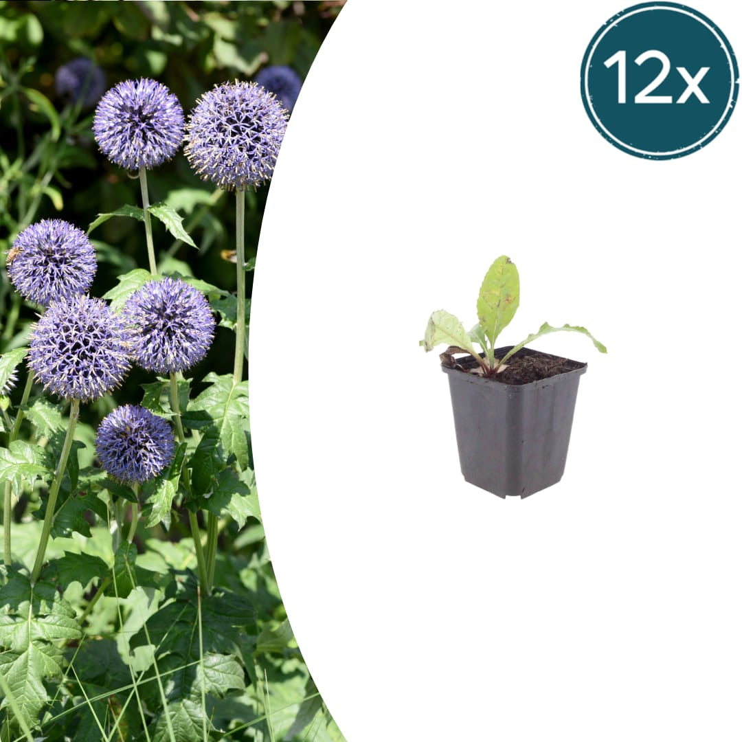 Kugeldistel Echinops ritro Winterharte Staude mit stahlblauen Blütenkugeln Ø9cm 12 Stück