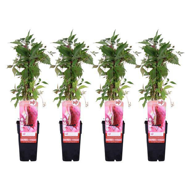 Wilder Wein - Parthenocissus q. var. 'Engelmannii' - ↨65cm - Ø15cm - 4 Stück 