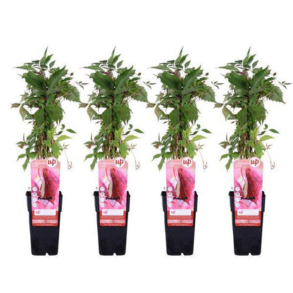 Wilder Wein - Parthenocissus q. var. 'Engelmannii' - ↨65cm - Ø15cm - 4 Stück 