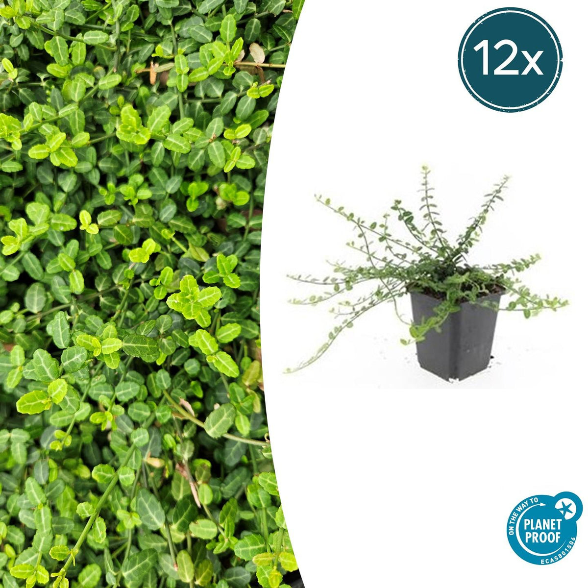 Kleinblättrige Teppichspindel – Euonymus fortunei 'Minimus' – ↕10-25 cm – Ø9 cm – 12 Pflanzen – Bodendecker – Kompakt & Winterhart – Schattentolerant – Pflegeleicht 