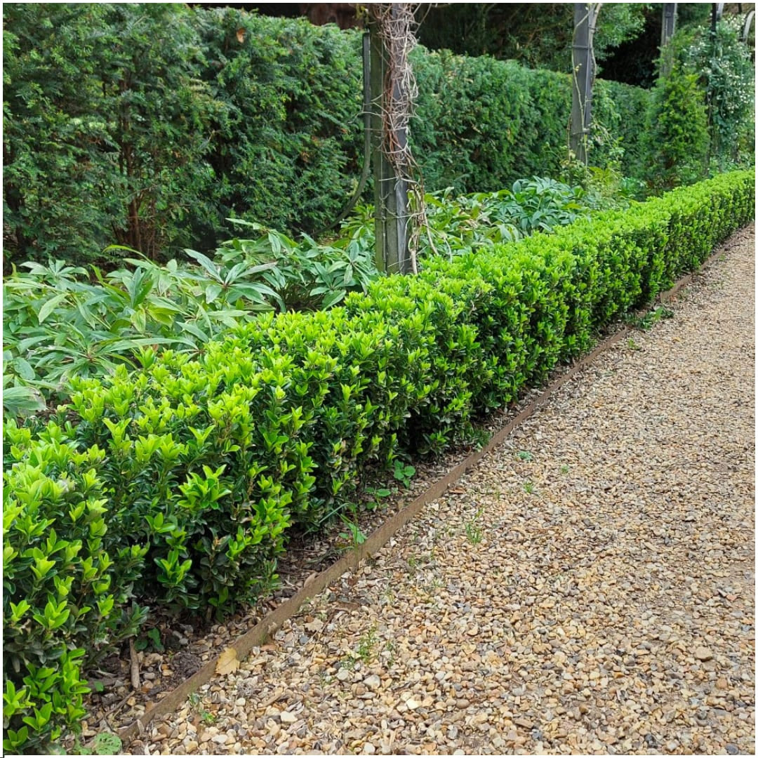 Japanischer Spindelstrauch Euonymus 'Green Spire' – Ø7cm – ↨15cm – 6 Pflanzen – Aufrechter, winterharter Zierstrauch für Garten, Terrasse & Hecke 