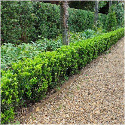 Japanischer Spindelstrauch Euonymus 'Green Spire' – Ø7cm – ↨15cm – 6 Pflanzen – Aufrechter, winterharter Zierstrauch für Garten, Terrasse & Hecke 