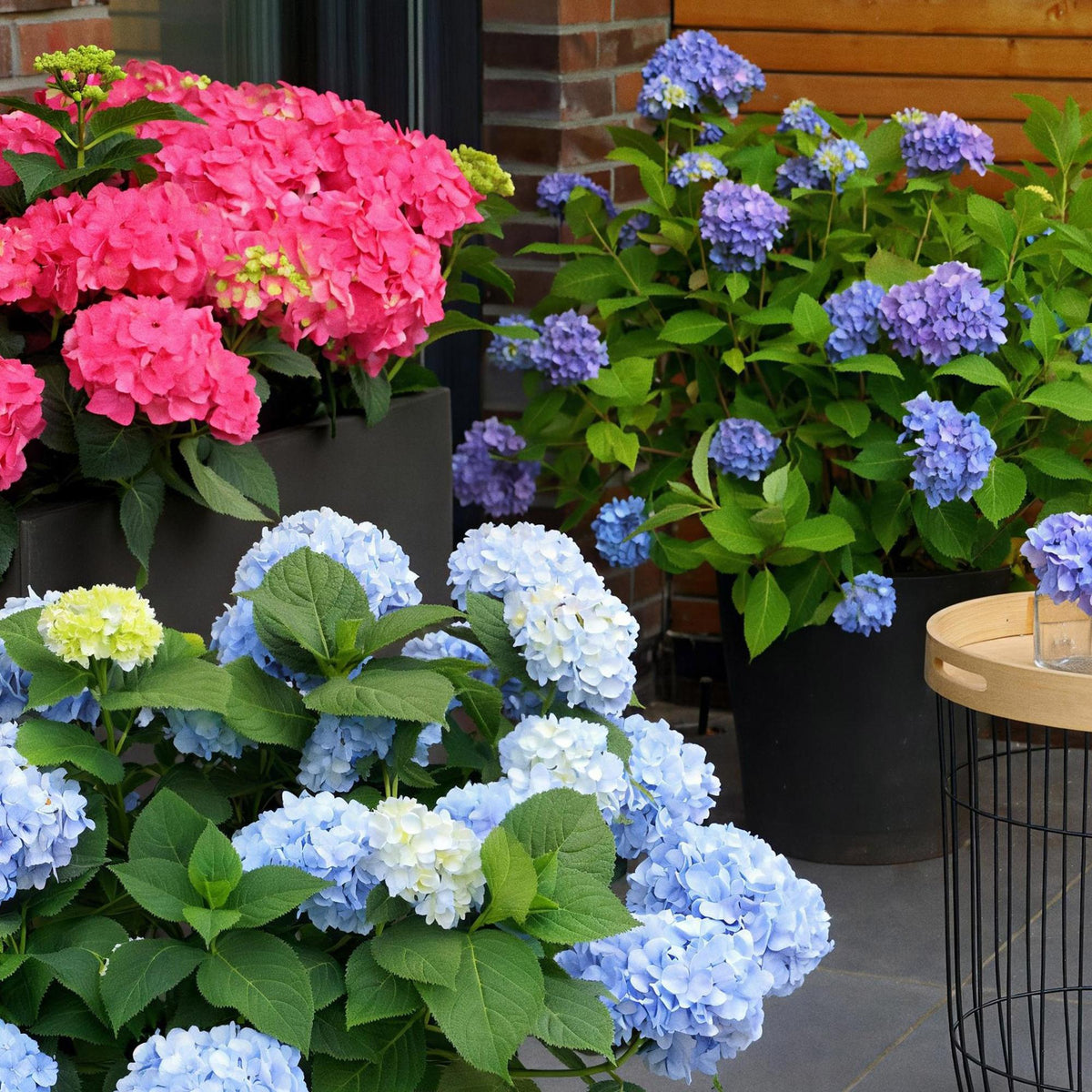 Green boutiQ - Gartenpflanze - Hydrangea Endless Summer The Original Blue - Hortensie - Frosthart - Blau - 2 Pflanzen - Topf 14cm - Höhe 20-25cm 