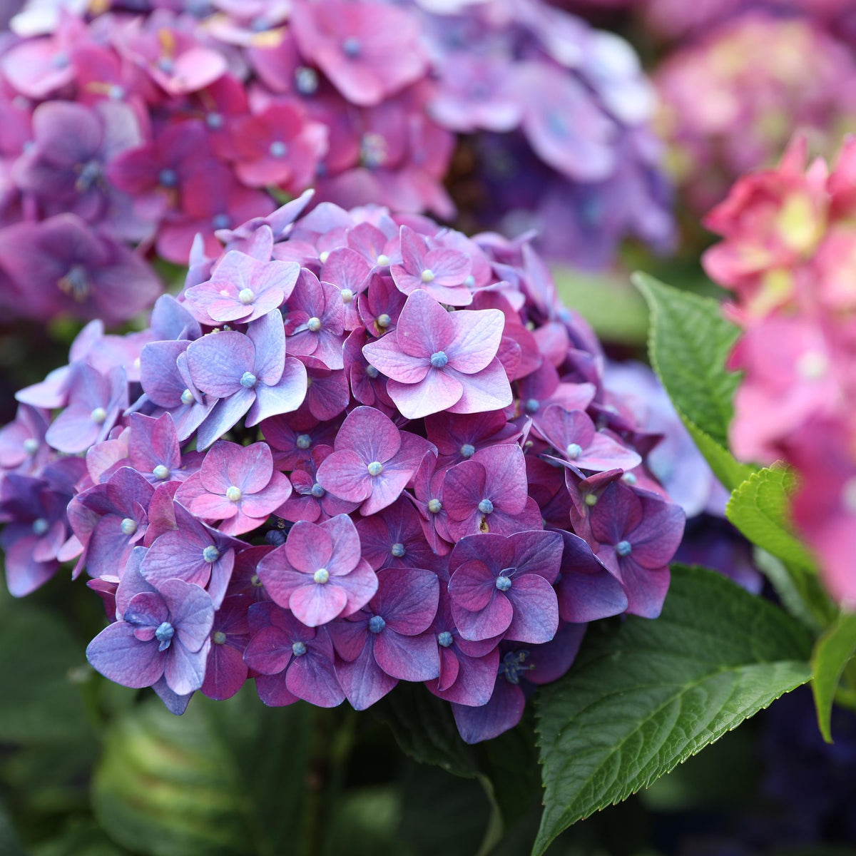 Hortensie Hydrangea Endless Summer Summer Love Purple 4er Set – frostbeständig lila – 14cm – Höhe 20-25cm – kompakt 90-120cm – lange Blüte für Beet, Hecke, Balkon & Terrasse 