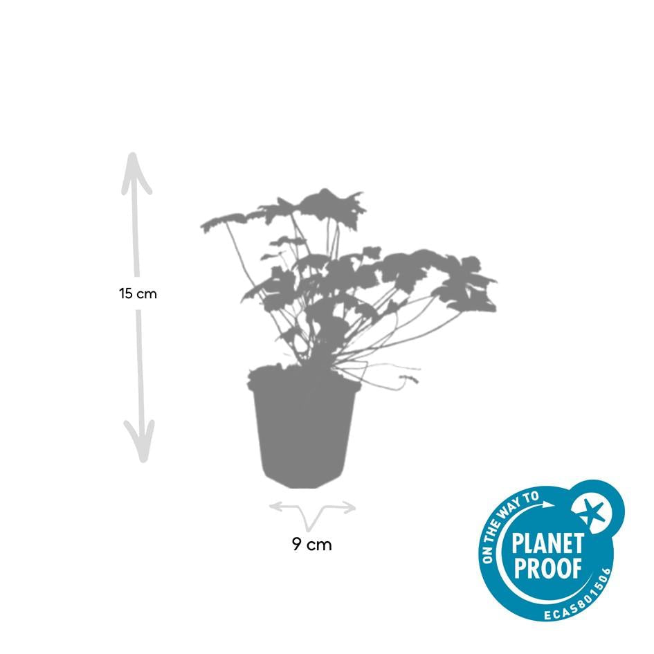 Blut-Storchschnabel Geranium 'Tiny Monster' – ↕10-25cm – Ø9cm – 6 Pflanzen – Kompakte, sommerblühende Staude für Beet, Kübel & Bodendecker – Pflegeleicht & robust 