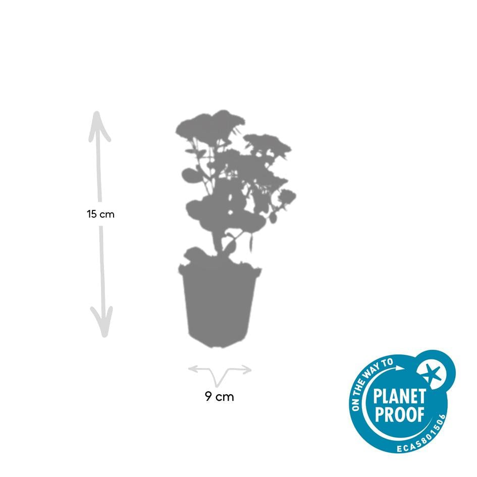 Hohes-Fettblatt Sedum 'Herbstfreude' – ↕10-25cm – Ø9cm – 6 Pflanzen – Winterhart – Trockenheitstolerant – Bienenfreundlich – Spätsommerblüte 