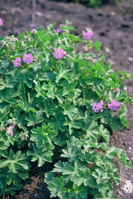 Storchschnabel Geranium cantabrigiense 'Cambridge' – ↕10-25cm – Ø9cm – 6 Pflanzen – Rosa Blüten – Niedrig wachsender Bodendecker – Pflegeleicht 