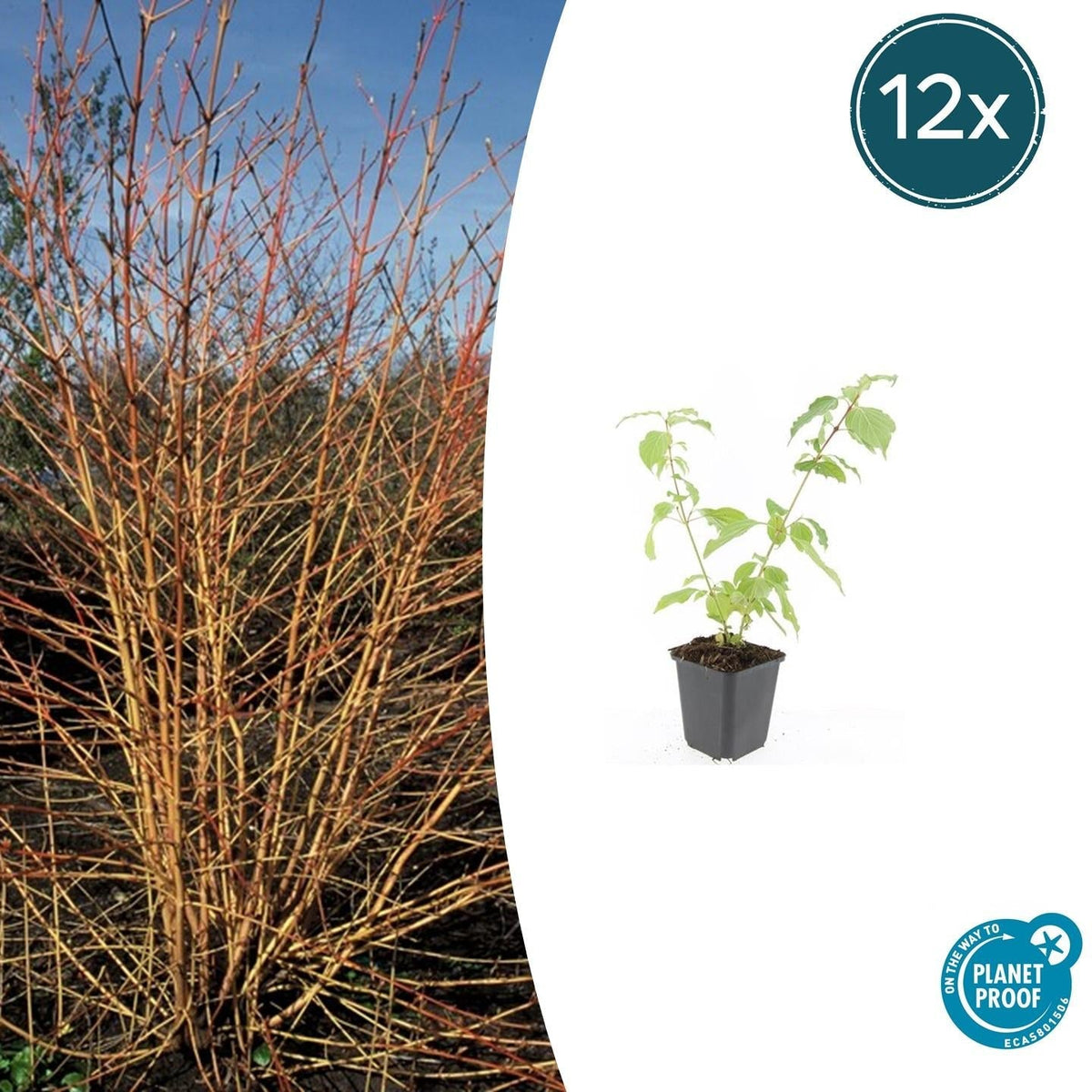 Roter Hartriegel Cornus sanguinea 'Anny's Winter Orange' – ↕10-25cm – Ø9cm – 12 Pflanzen – Winterstrauch – Farbige Zweige – Vogelfreundlich – Pflegeleicht 