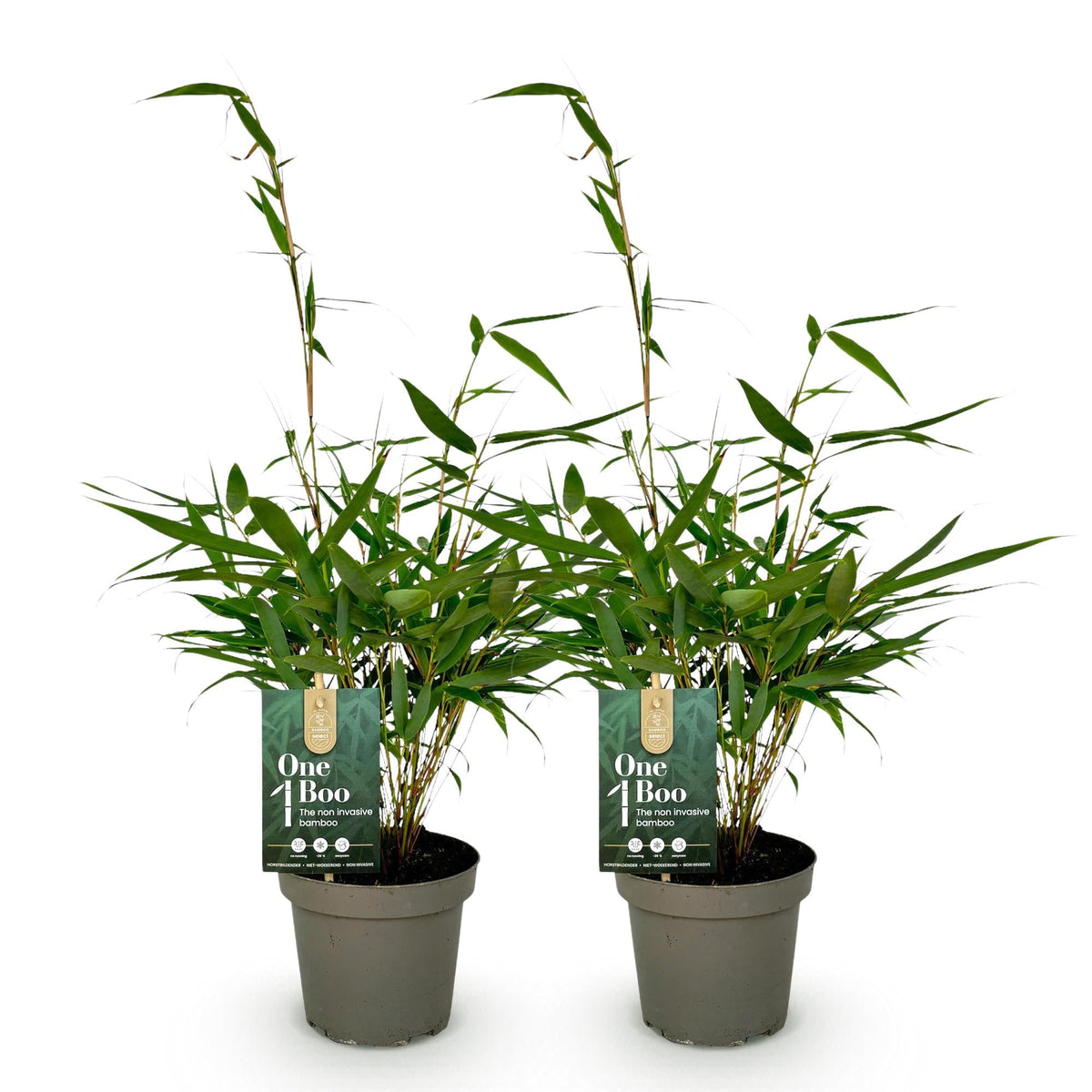 Green boutiQ - Gräser - Fargesia robusta Pingwu - Bambus - Nicht wuchernd - Grün - 2 Pflanzen - Topf 14 cm - Höhe 35 cm 