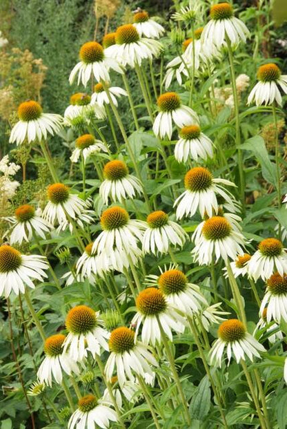 Scheinsonnenhut – Echinacea purpurea 'White Swan' – ↑10-25cm – Ø9cm – 6 Pflanzen – Weiße Blüten, Bienen- und Schmetterlingsfreundlich, pflegeleicht, robuste Staude 