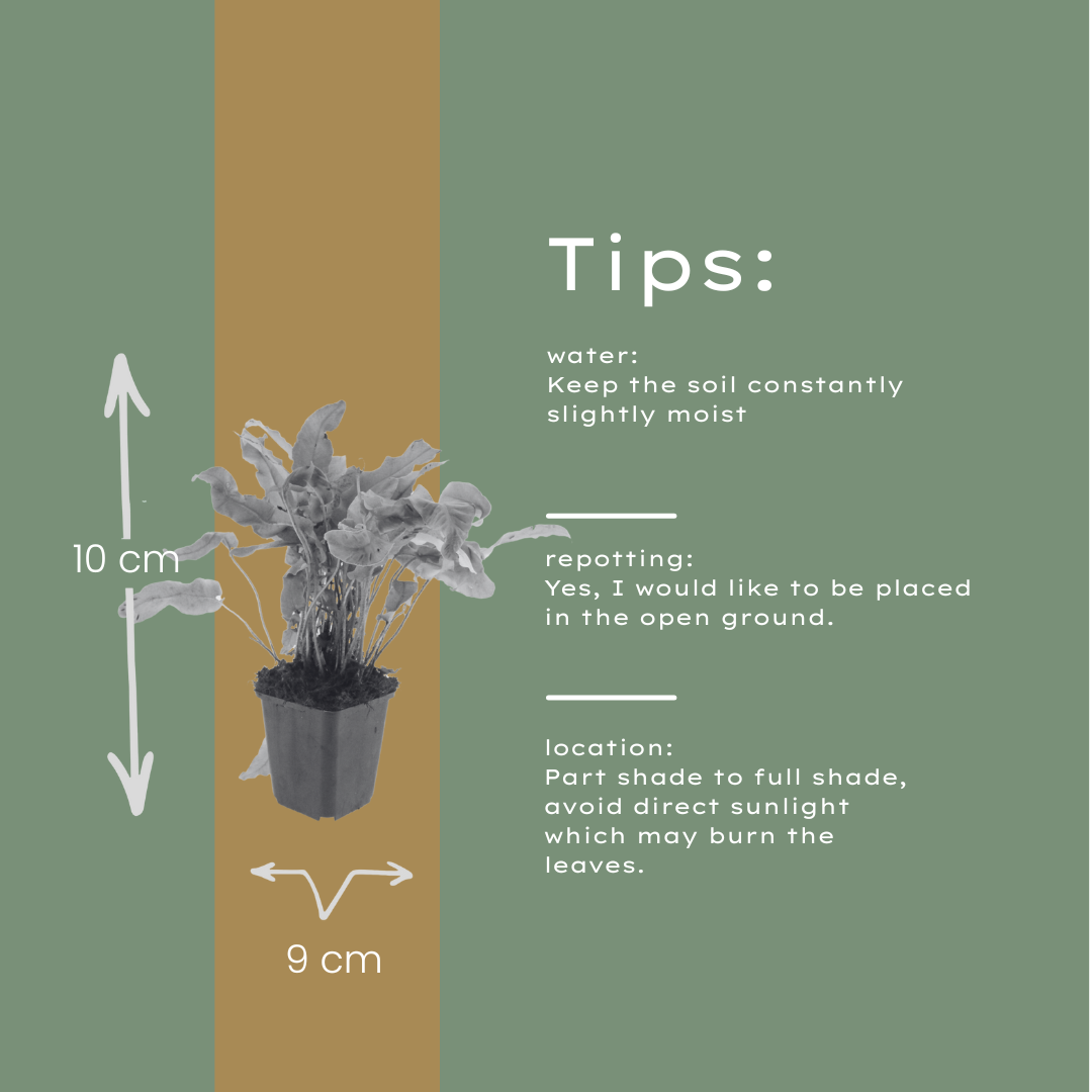 Hirschzungenfarn Asplenium scolopendrium – 6 Pflanzen – Immergrüner Farn für Schatten & Halbschatten – Strukturpflanze für Garten & Beet – 10-25cm – Ø9cm – Winterhart - Oasis of Life