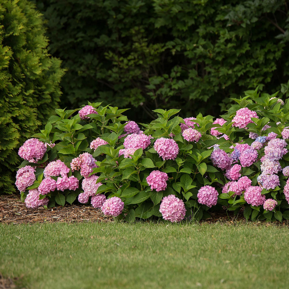 Green boutiQ - Gartenpflanze - Hydrangea Endles Summer The Original Pink - Hortensie - Winterhart - Rosa - 2 Pflanzen - Topf 14cm - Höhe 20-25cm 