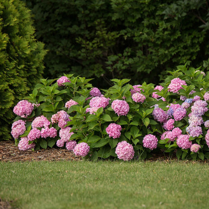 Green boutiQ - Gartenpflanze - Hydrangea Endles Summer The Original Pink - Hortensie - Winterhart - Rosa - 2 Pflanzen - Topf 14cm - Höhe 20-25cm 
