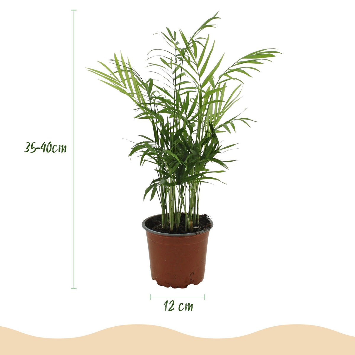 Green boutiQ - Zimmerpflanze - Chamaedorea elegans - Goldpalme - Haustierfreundliche Pflanze - Grün - 2 Pflanzen - mit Potter Weiß - Topf 12cm - Höhe 15cm 