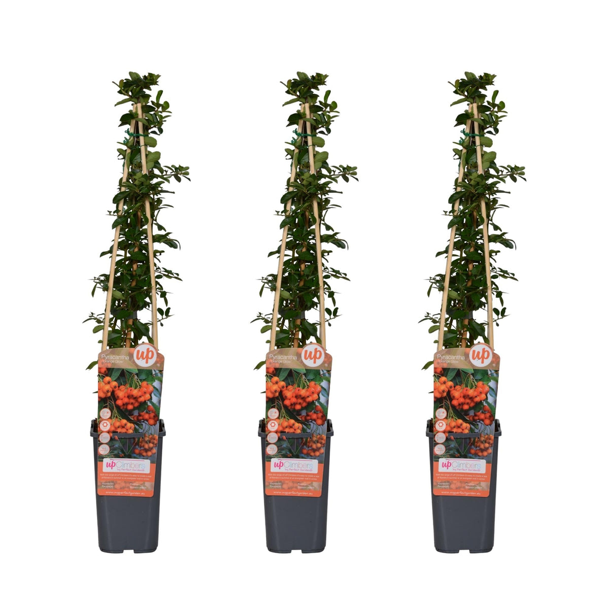 Feuerdorn Pyracantha 'Orange Glow' – Kletterstrauch – Ø15cm – ↨65cm – 3 Pflanzen – Frosthart, immergrün, leuchtend orange Beeren 